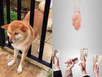 旺腳卡門(mén)，京東股權(quán)眾籌