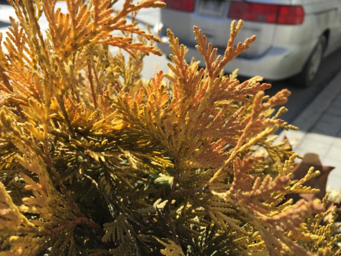 細(xì)節(jié)為王，從對(duì)比樣張看三星S6秒殺iPhone6 Plus