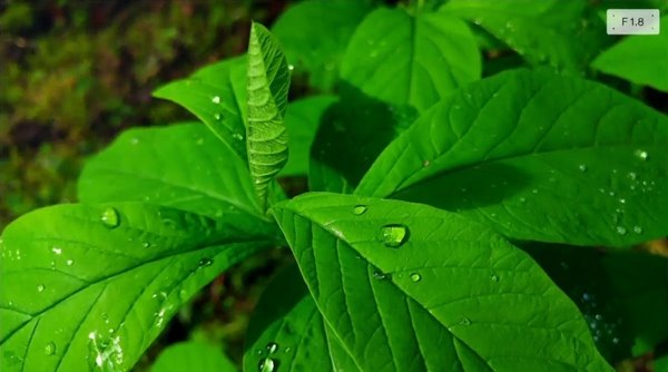 LG自曝G4攝像頭和樣張，效果驚呆了！