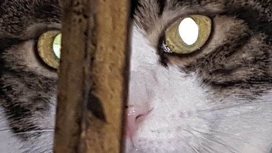 不僅是顏值暴增，三星Galaxy S6一個(gè)月體驗(yàn)