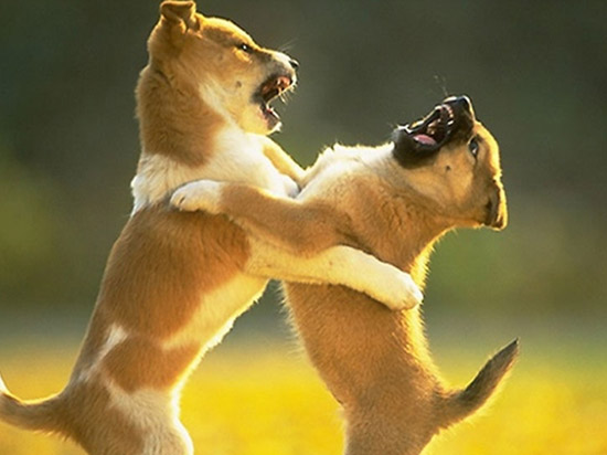 平衡車行業(yè)：“狗咬狗”的競爭很不理智！