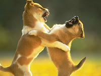 平衡車行業(yè)：“狗咬狗”的競(jìng)爭(zhēng)很不理智！