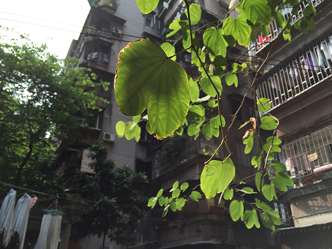 拍照差別大嗎？iPhone 6s Plus對比iPhone 6 Plus