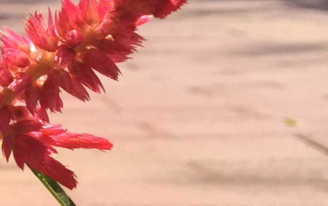 拍照差別大嗎？iPhone 6s Plus對比iPhone 6 Plus