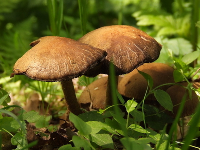 什么？蘑菇能做電池，還比鋰電池耐用！