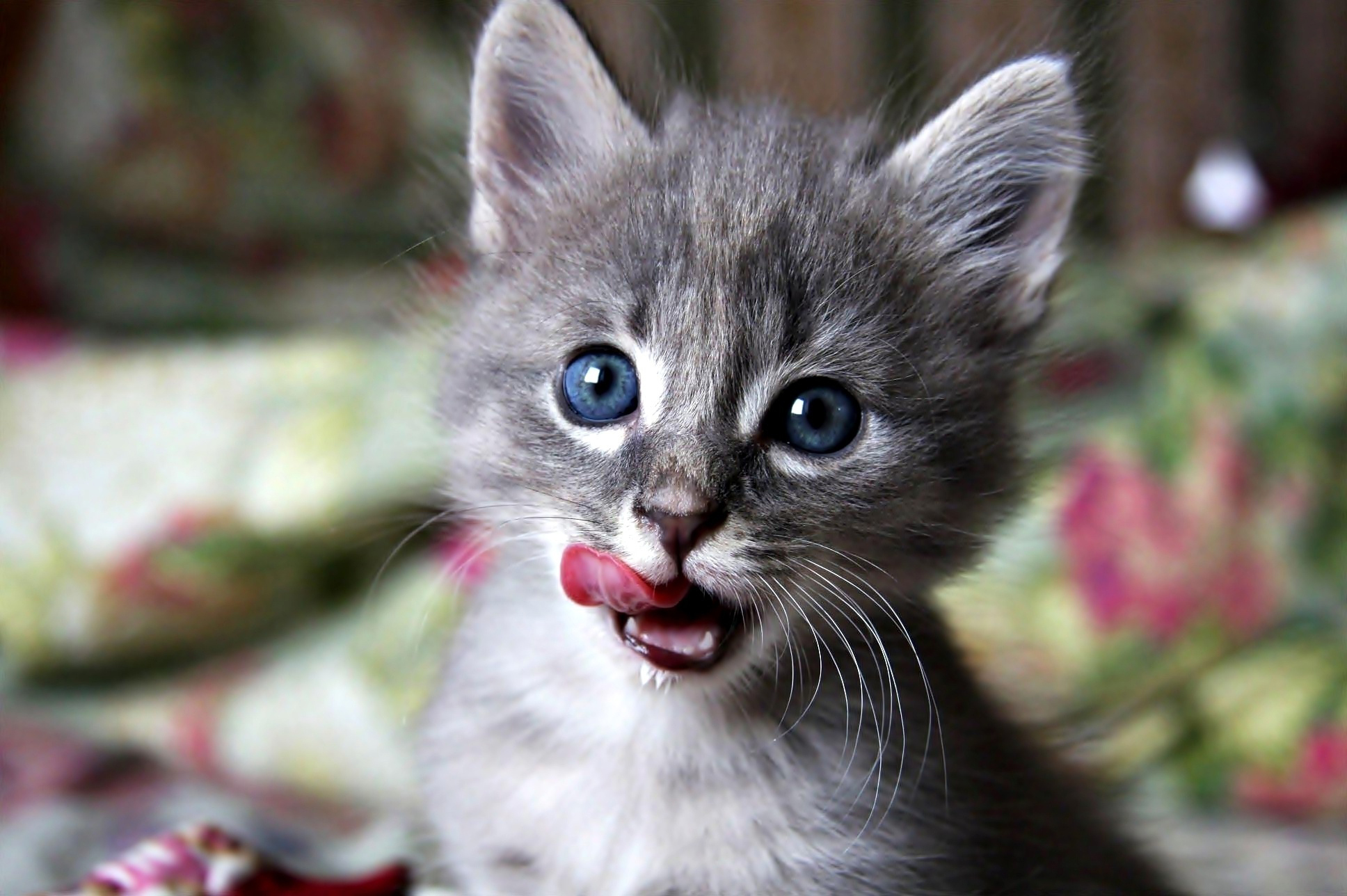 點一下按鈕就可以下單 “京東來點”讓剁手更容易了