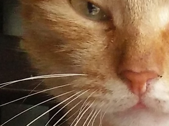 一加X樣張首曝光，跟紅米/魅藍(lán)比如何？