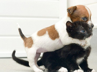 死杠天貓！京東雙11也舉行大型晚會