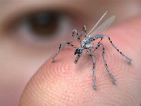 生活科學(xué)小知識(shí)：把討厭的蚊子徹底消滅真的好嗎？