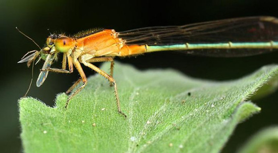 生活科學(xué)小知識(shí)：把討厭的蚊子徹底消滅真的好嗎？