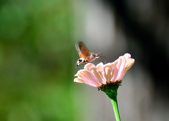 生活科學(xué)小知識(shí)：把討厭的蚊子徹底消滅真的好嗎？