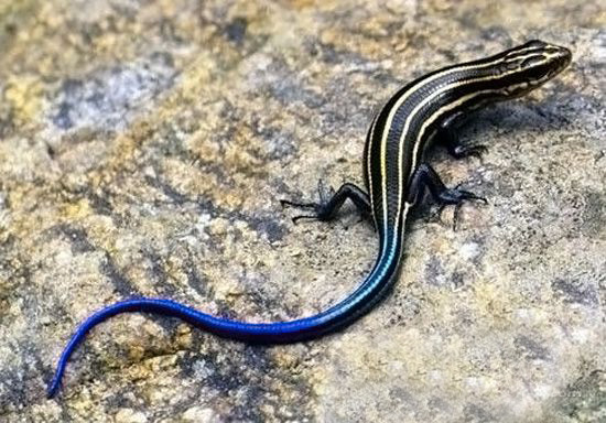 請珍惜身邊的男士，因為他們很有可能在500萬年后滅絕