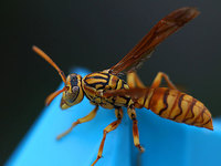 黃蜂導(dǎo)航能力完爆人類，或可改變無人機(jī)性能
