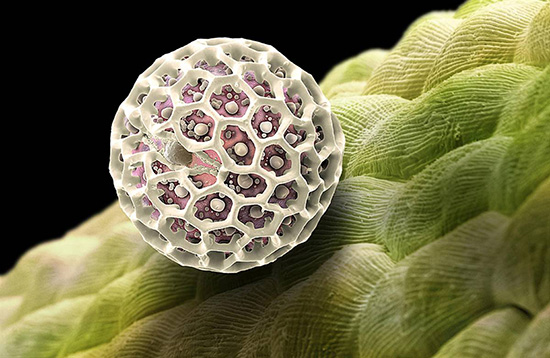 石墨電池容量太低？用花粉替代就能解決問題