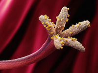 石墨電池容量太低？用花粉替代就能解決問題