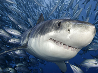 能像鯊魚一樣再生牙齒？只要喚醒基因就行