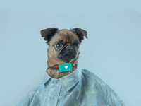 養(yǎng)狗很麻煩？請(qǐng)一個(gè)智能“管家”幫你吧