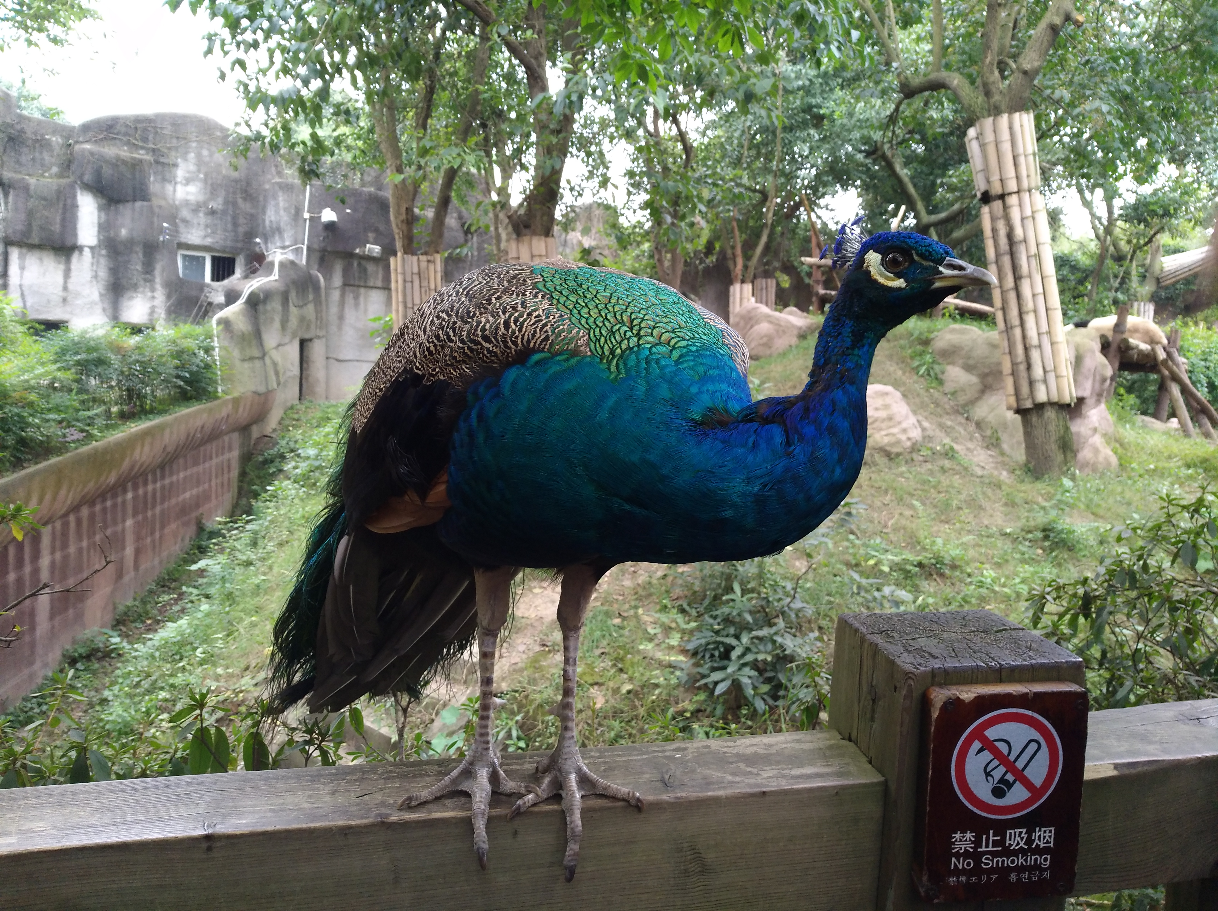 隨手拍出美，華為nova拍攝專項評測