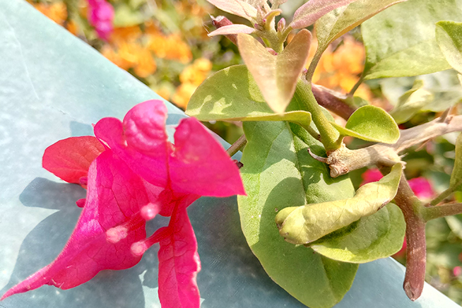 魅族PRO 6s評(píng)測(cè)：6個(gè)月的匠心就只是多了個(gè)s？