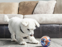 沒(méi)有最遠(yuǎn)的距離 逗貓遛狗寵物達(dá)人必備 