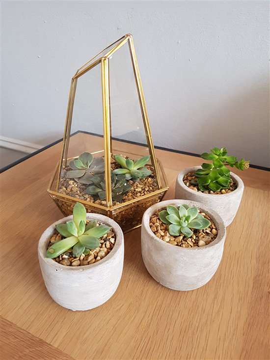 熱騰騰的機皇拍照對決！三星S8和iPhone 7你選誰