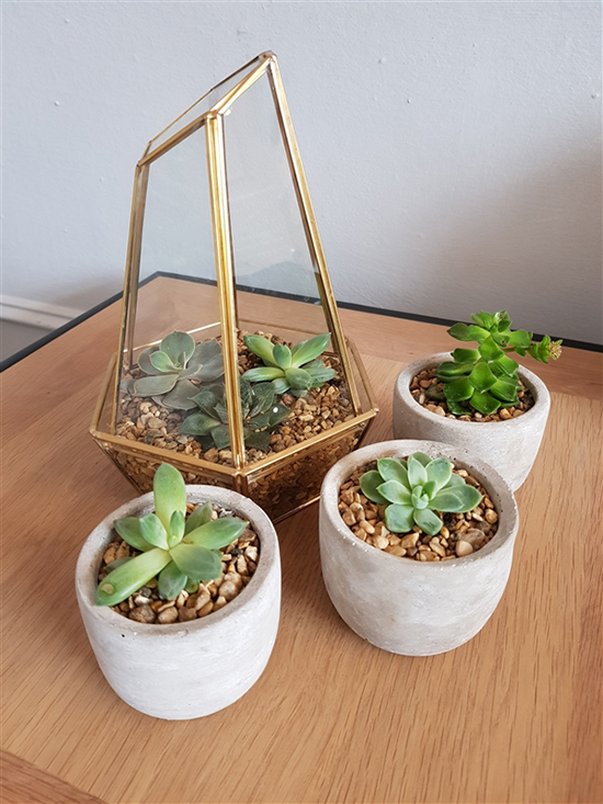 熱騰騰的機皇拍照對決！三星S8和iPhone 7你選誰