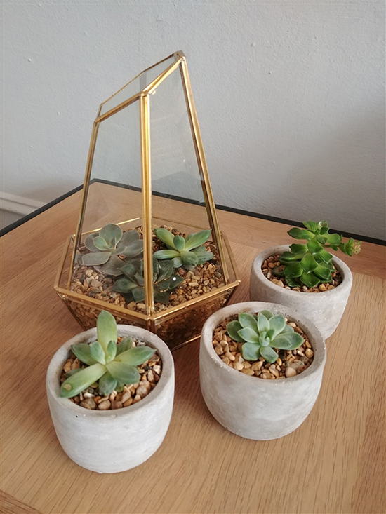 熱騰騰的機皇拍照對決！三星S8和iPhone 7你選誰