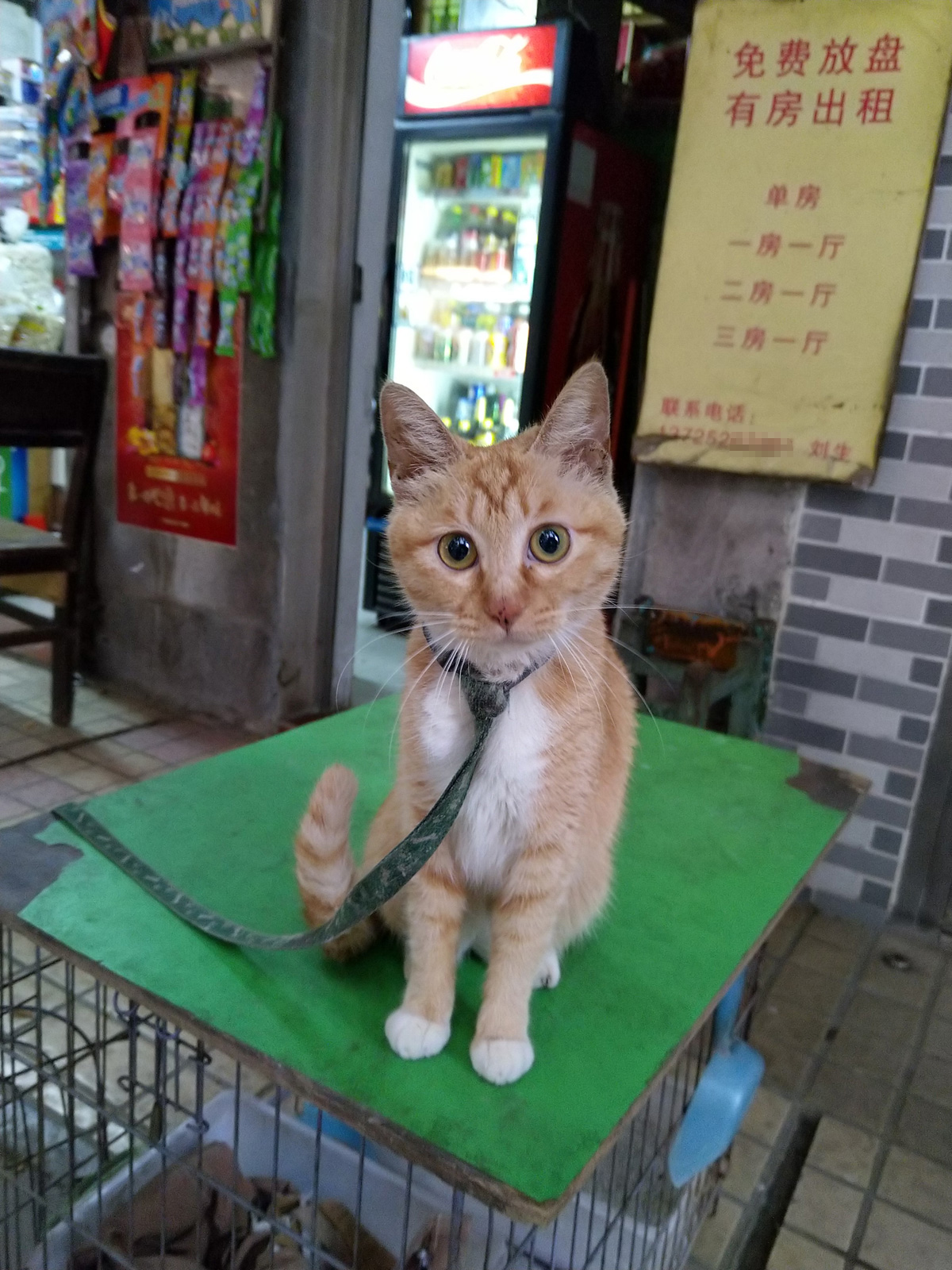 諾基亞7 Plus半月使用評測：情懷機(jī)升級非主流實力派