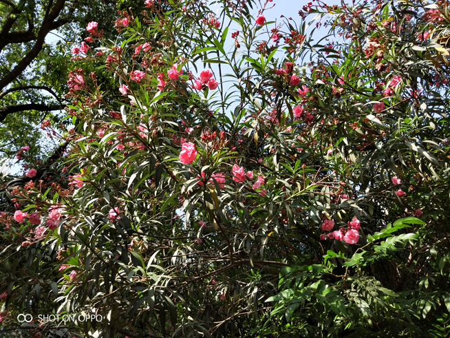 OPPO R15夢(mèng)鏡紅體驗(yàn)評(píng)測：顏值再升級(jí) 夜拍更出眾