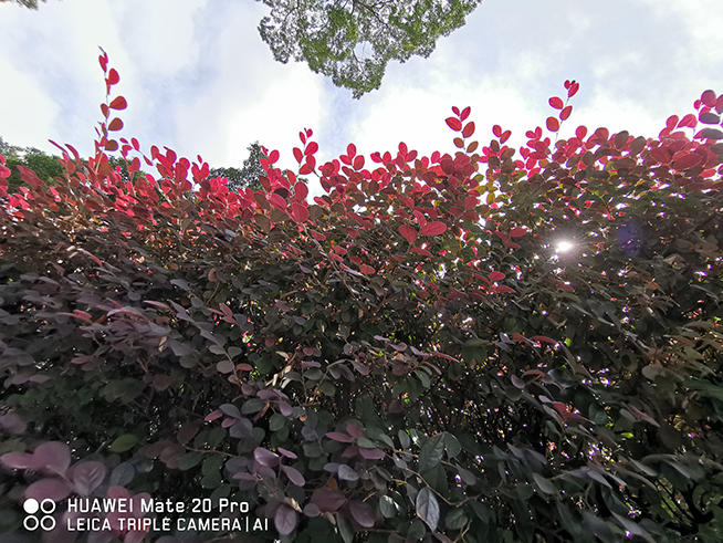 華為Mate 20 Pro拍照評測：實用超廣角 夜景表現(xiàn)讓人難忘