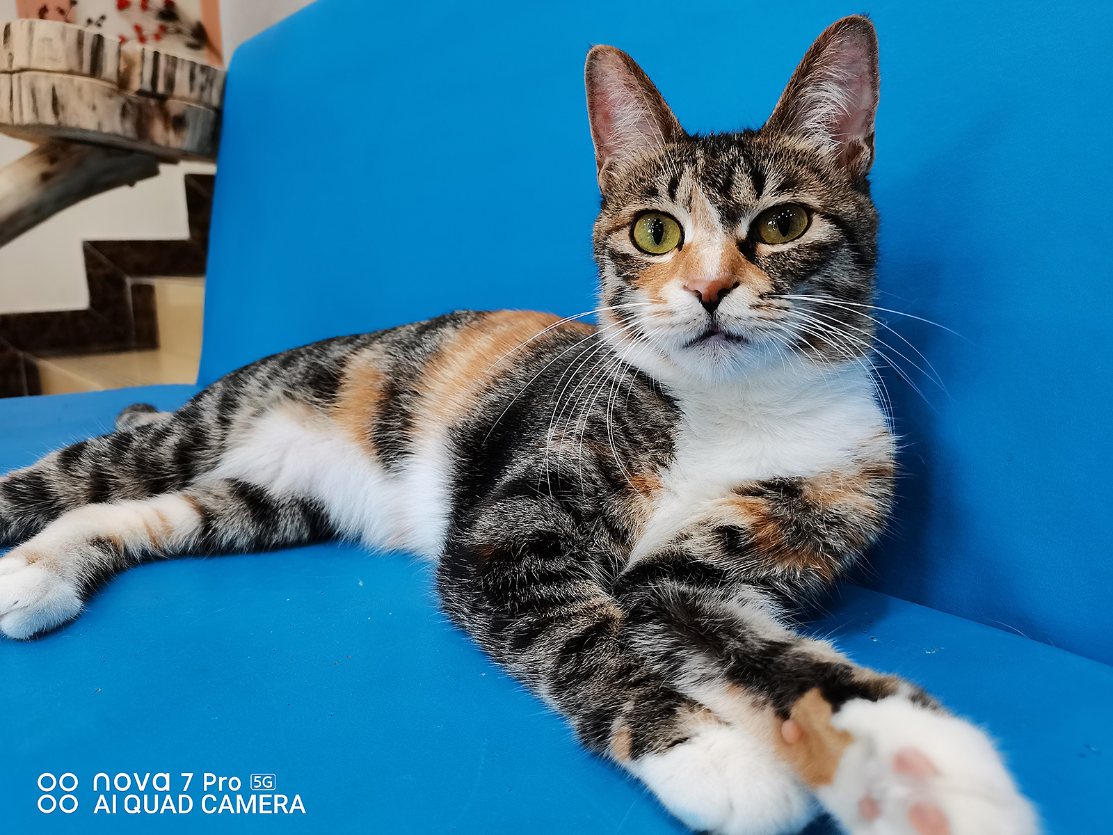 攝影高材生！華為nova7 Pro后置相機實測：遠近皆高清