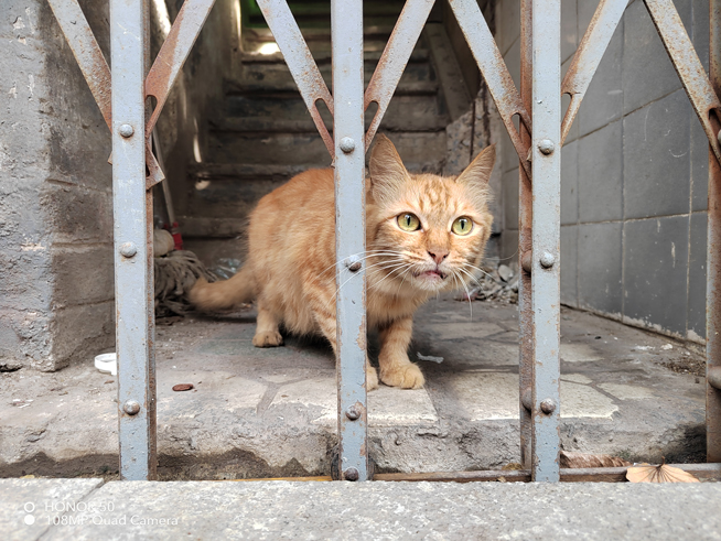 榮耀50上手體驗：一站式Vlog神器！首發(fā)驍龍778G